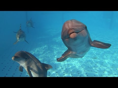 Viril delfin miembro del
